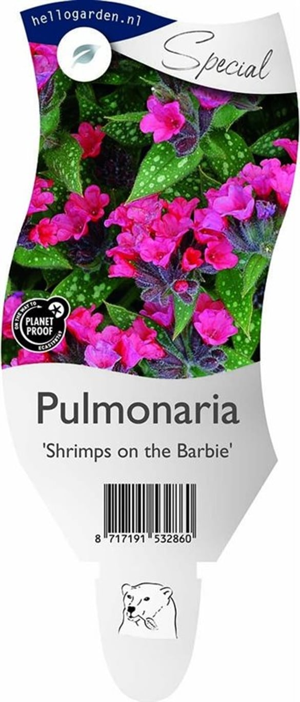 Pulmonaria 'Shrimps on the Barbie' - P11